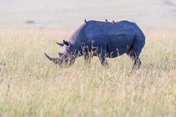 Black Rhinoceros with Oxpecker birds on the back