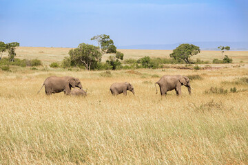 Fototapeta na wymiar Group with Elephants on the grass savanna in Maasai Mara Game Reserve