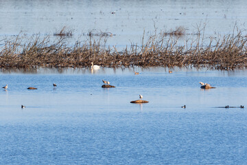 Herring gulls on the rocks in the lake
