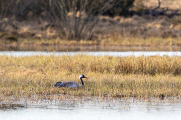 Crane nesting at the lake