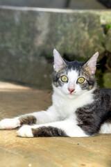Close-up shot of black and white cat looking at camera