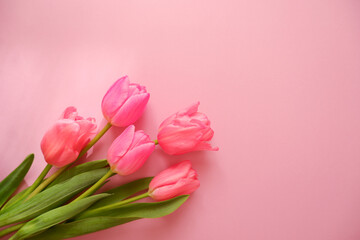 pink tulip flower composition on pink background. Valentine, Mother's day, Women's day and spring time concept flower background. pink lovely tulips wallpaper.