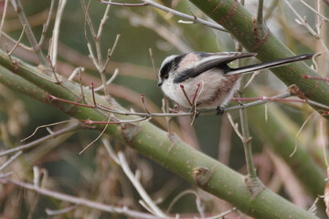 まるくてかわいいエナガ　東京、赤坂にある東京ミッドタウン
