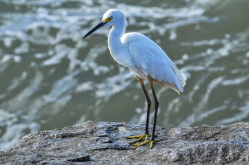 great blue heron