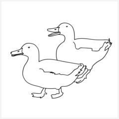 Wild Birds Ducks Image White Colored Background