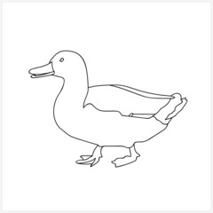 Wild Birds Ducks Image White Colored Background