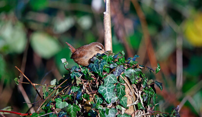 Wren searching for insects in the undergrowth