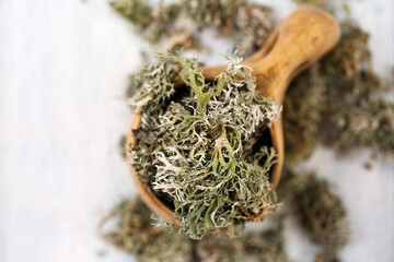 Dried Icelandic moss, top view