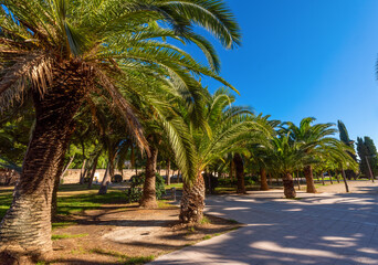 Palm trees in the city park of the city of Valencia. Spain.