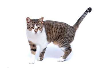 Gray cat with a mustache on a neutral white background.