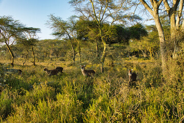 Wasserbock in the Tsavo East, Tsavo West and Amboseli National Park in Kenya