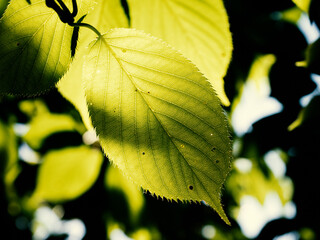 Japanese Cherry foliage