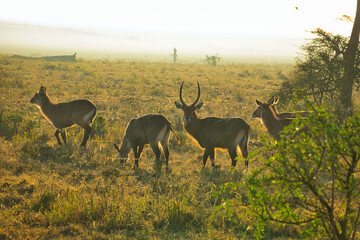 Wasserbock in the Tsavo East, Tsavo West and Amboseli National Park in Kenya