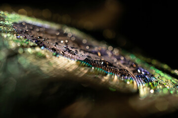 Water drop on peacock feather