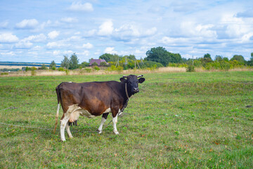 A cow grazing on the pasture during daytime