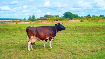 A cow grazing on the pasture during daytime