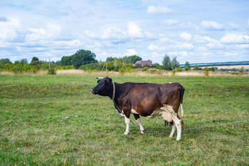A cow grazing on the pasture during daytime