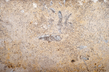Textured background of the fossil. Ammonite. Huge fossilized shells of ancient mollusk