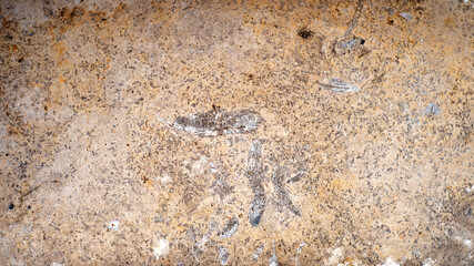 Textured background of the fossil. Ammonite. Huge fossilized shells of ancient mollusk