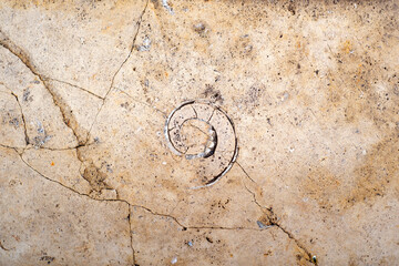 Fototapeta na wymiar Textured background of the fossil. Ammonite. Huge fossilized shells of ancient mollusk