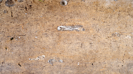Textured background of the fossil. Ammonite. Huge fossilized shells of ancient mollusk