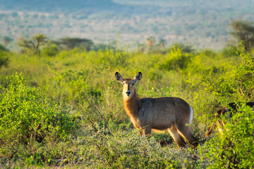 Wasserbock in the Tsavo East, Tsavo West and Amboseli National Park in Kenya