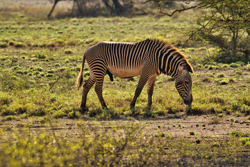  Zebra im Nationalpark Tsavo Ost, Tsavo West und Amboseli in Kenia