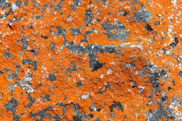 Macro texture of orange red lichen moss growing on mountain rock