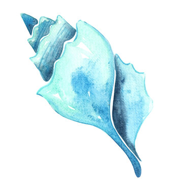 recommend clip art: Blue Oyster and pearl watercolor illustration for decoration on marine life and coastal living.