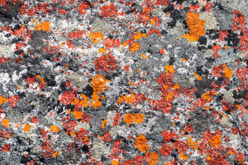 Macro texture of orange red lichen moss growing on mountain rock