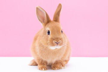 A baby bunny rabbit looking around, on white and pink background. Lovely bunny rabbit.
