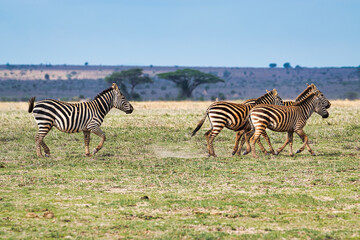  Zebra im Nationalpark Tsavo Ost, Tsavo West und Amboseli in Kenia