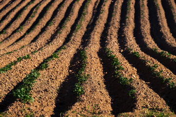 furrows in the field. tilled soil and young potato sprouts. loam