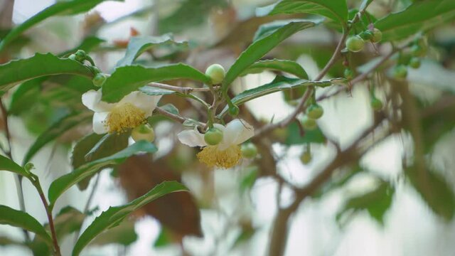 Green tea tree, leaf and seeds
