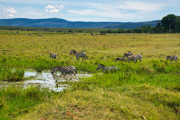  Zebra im Nationalpark Tsavo Ost, Tsavo West und Amboseli in Kenia