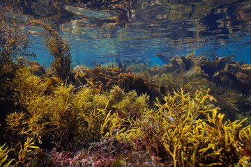 Brown algae in the ocean underwater seascape in shallow water, Eastern Atlantic, Spain, Galicia