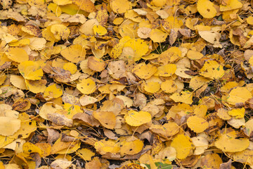 the texture of fallen leaves in the autumn period. background picture.