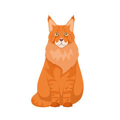 Maine coon on a white background. Cartoon design.
