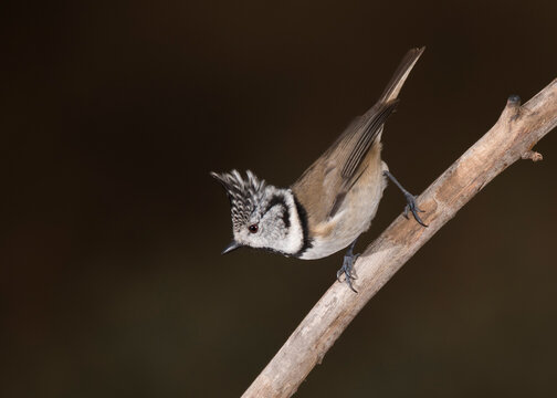 herrerillo capuchino
