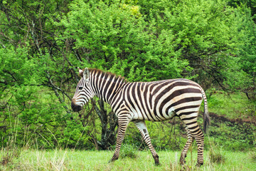 Zebra im Nationalpark Tsavo Ost, Tsavo West und Amboseli in Kenia