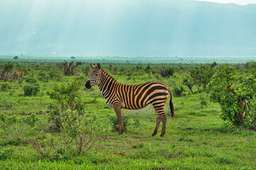  Zebra im Nationalpark Tsavo Ost, Tsavo West und Amboseli in Kenia