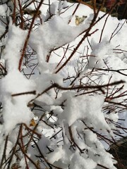 branches of trees in winter in the snow on a bush in the forest