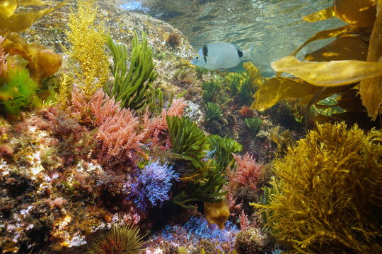 Underwater various colorful algae with a fish in the ocean in shallow water, Eastern Atlantic, Spain, Galicia - Powered by Adobe