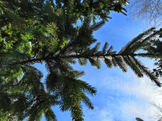 green branches of a coniferous tree against a blue sky background