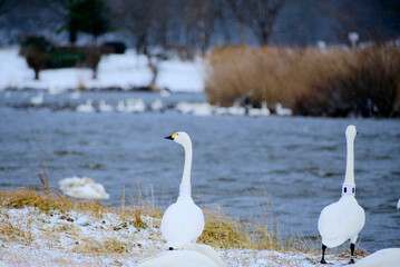 Swans in Uwasekigata, Japan, 2021/12/26e
