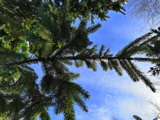 branches of coniferous trees against the blue sky