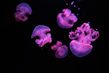 medusas 
