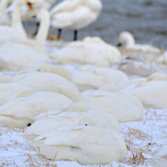 Swans in Uwasekigata, Japan, 2021/12/26e