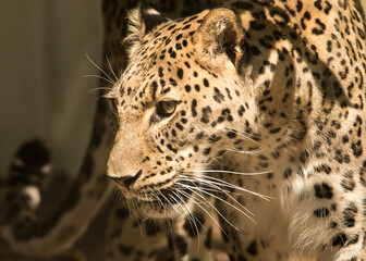 Fototapeta na wymiar leopardo