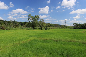 blue sky background with green nature